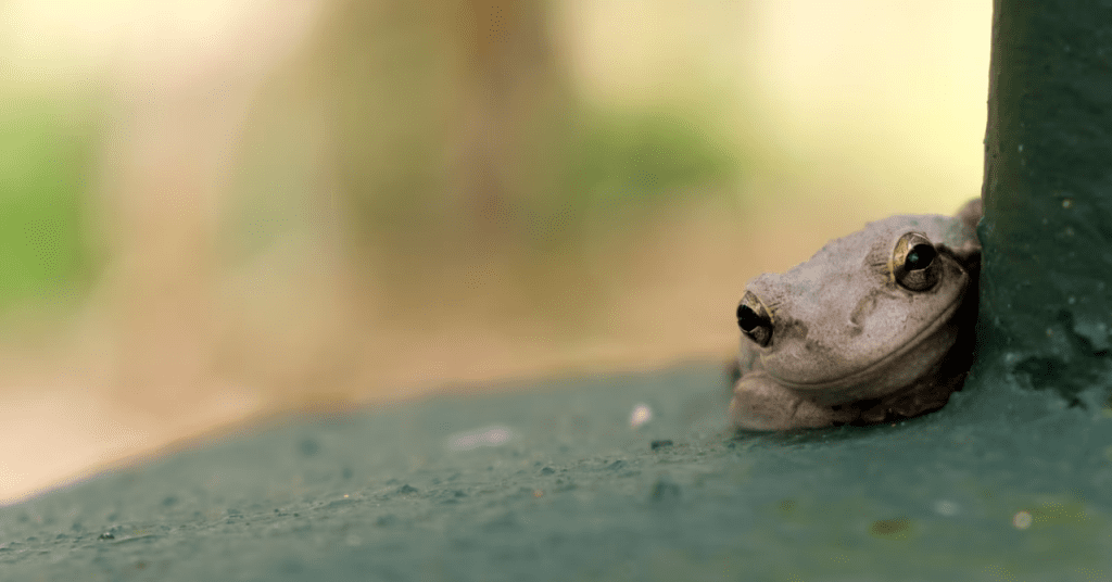 Ranas cubanas en Puerto Rico, una especie invasora frecuente en zonas húmedas y residenciales.
