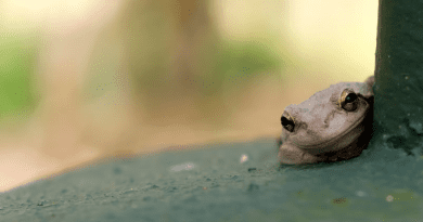 Ranas cubanas en Puerto Rico, una especie invasora frecuente en zonas húmedas y residenciales.