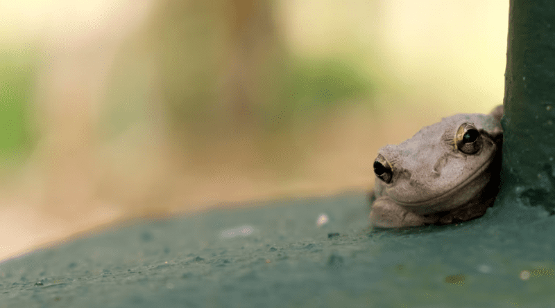 Ranas cubanas en Puerto Rico, una especie invasora frecuente en zonas húmedas y residenciales.