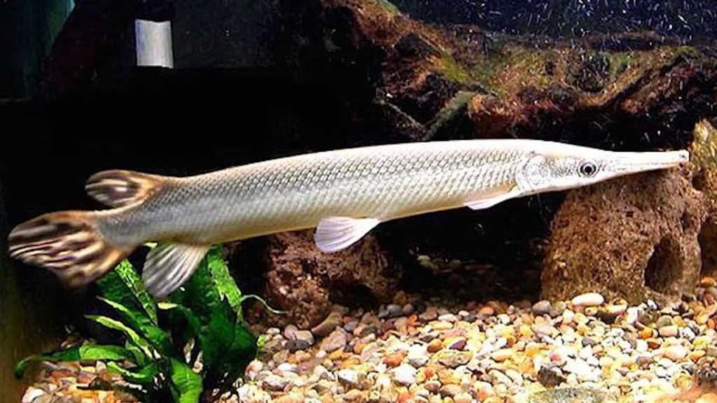 manjuari cubano-captura de pantalla-acn-youtube