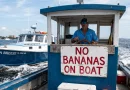 no bananas en el barco-gemini